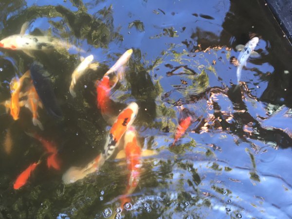 foto nr. 4 van deze Koi Overige , 