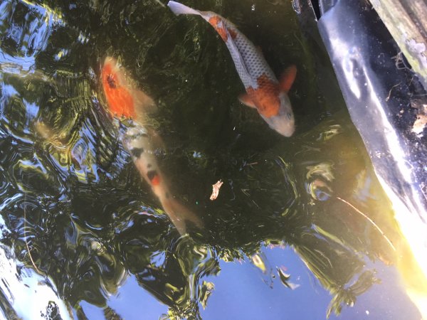 foto nr. 5 van deze Koi Overige , 