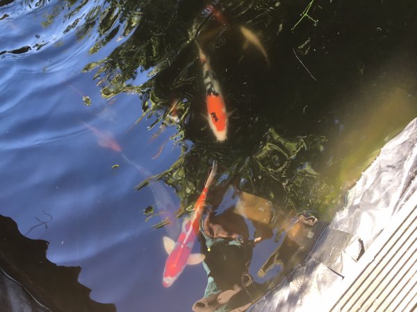 foto nr. 1 van deze Koi Overige , 