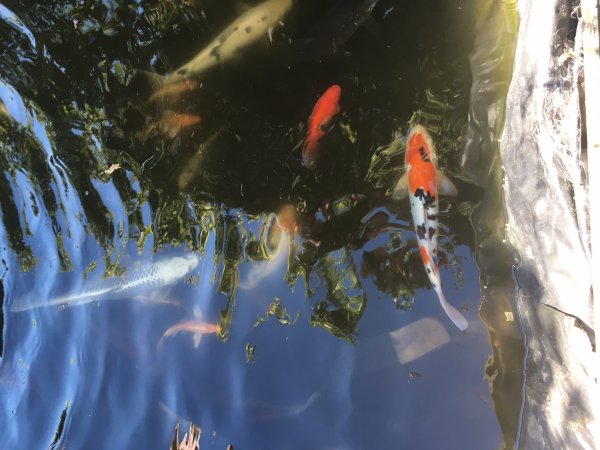 foto nr. 6 van deze Koi Overige , 