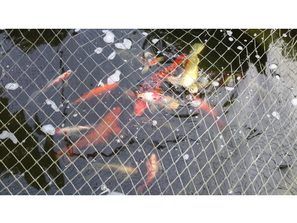 foto nr. 1 van deze Koi Overige , 