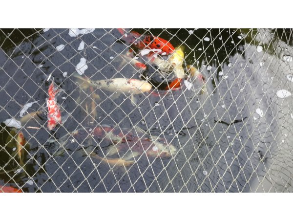 foto nr. 2 van deze Koi Overige , 