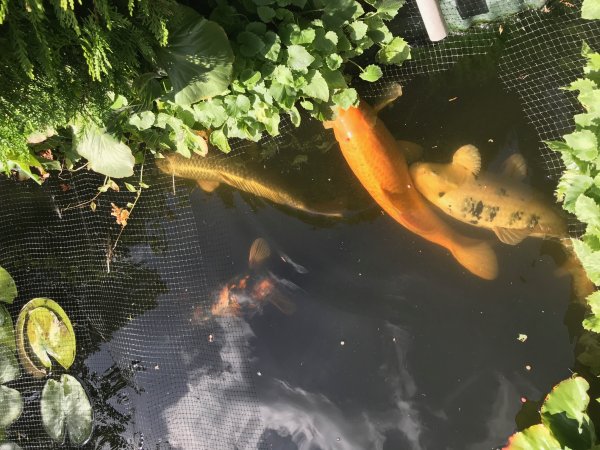 foto nr. 2 van deze Koi Aka Bekko , 