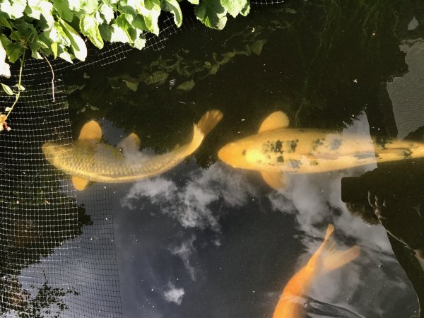 foto nr. 6 van deze Koi Aka Bekko , 