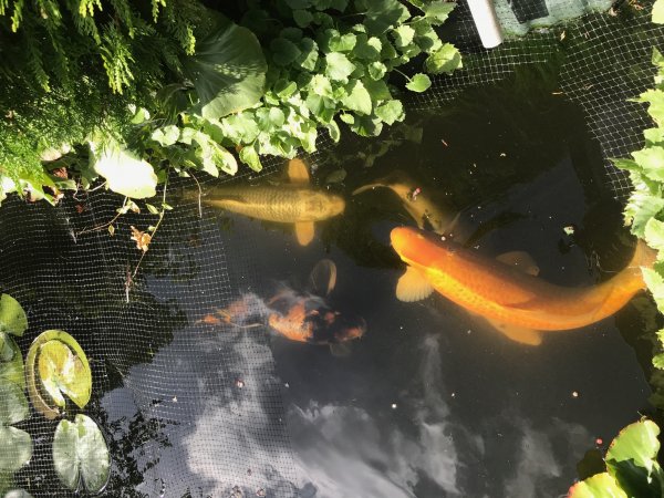 foto nr. 1 van deze Koi Aka Bekko , 