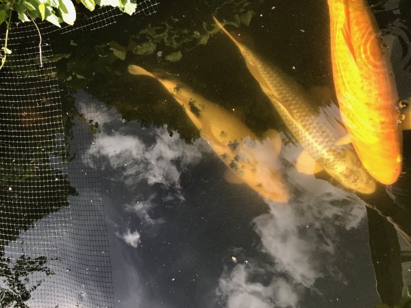 foto nr. 4 van deze Koi Aka Bekko , 