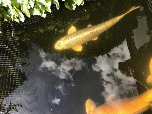 foto nr. 5 van deze Koi Aka Bekko , 