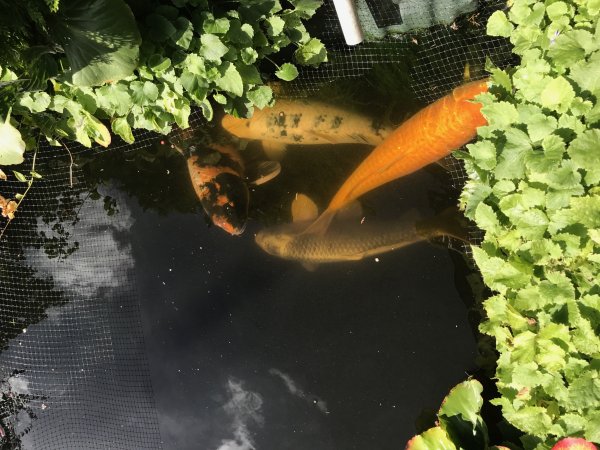 foto nr. 3 van deze Koi Aka Bekko , 