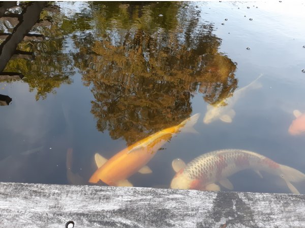 foto nr. 2 van deze Koi Overige , 