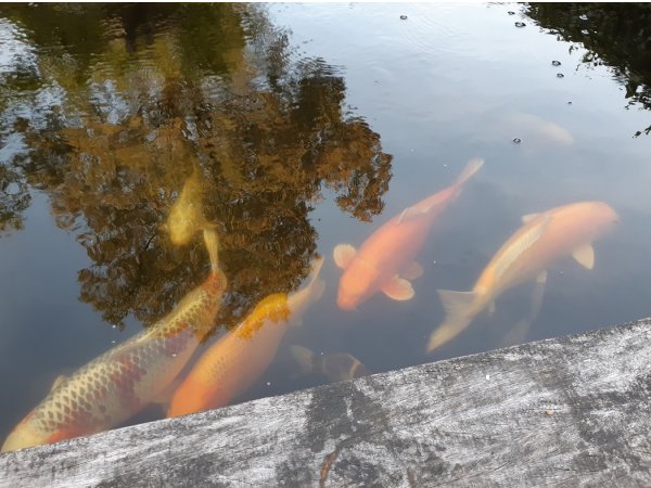 foto nr. 1 van deze Koi Overige , 