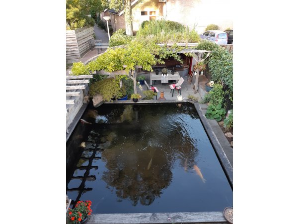 foto nr. 3 van deze Koi Overige , 