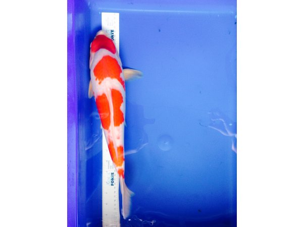 foto nr. 3 van deze Koi Kuchibeni Kohaku , 