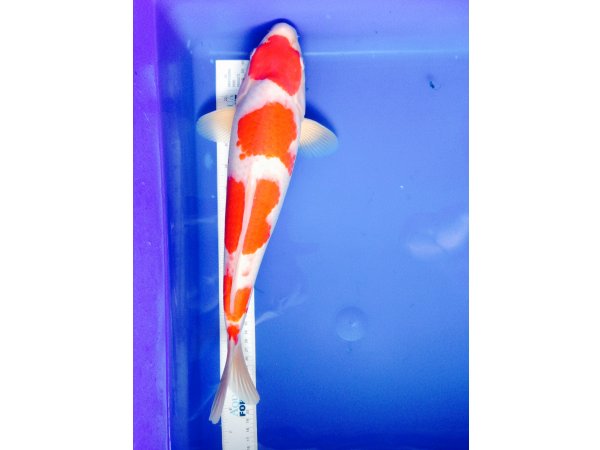 foto nr. 2 van deze Koi Kuchibeni Kohaku , 