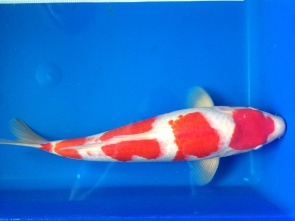 foto nr. 4 van deze Koi Kuchibeni Kohaku , 