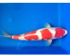 Koi Kuchibeni Kohaku voor € 495,00