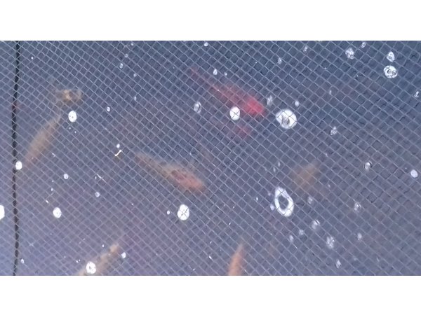 foto nr. 2 van deze Koi Overige , 