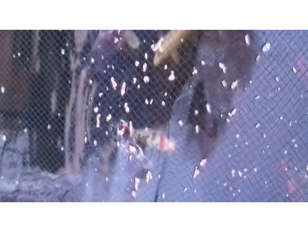 foto nr. 1 van deze Koi Overige , 