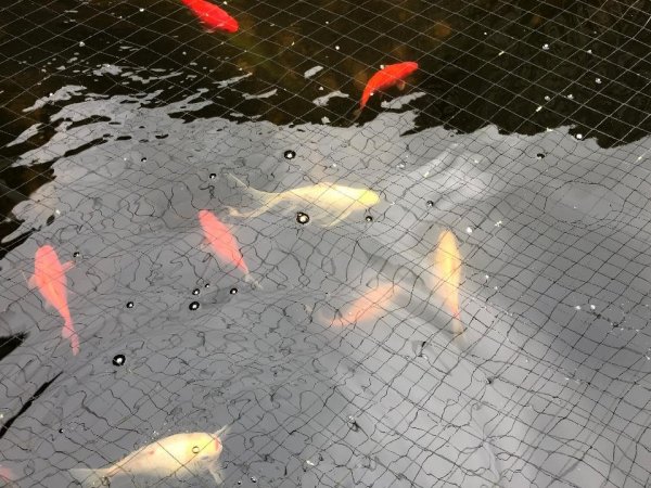 foto nr. 3 van deze Koi Overige , 