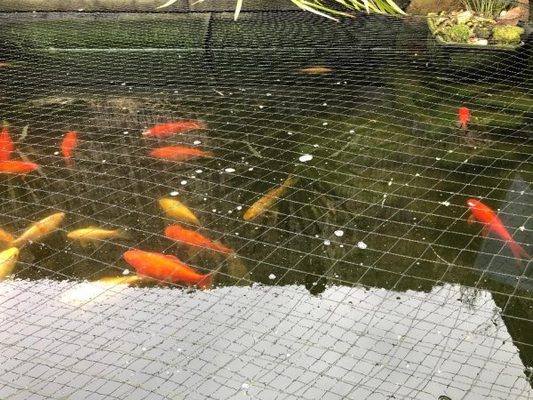 foto nr. 6 van deze Koi Overige , 