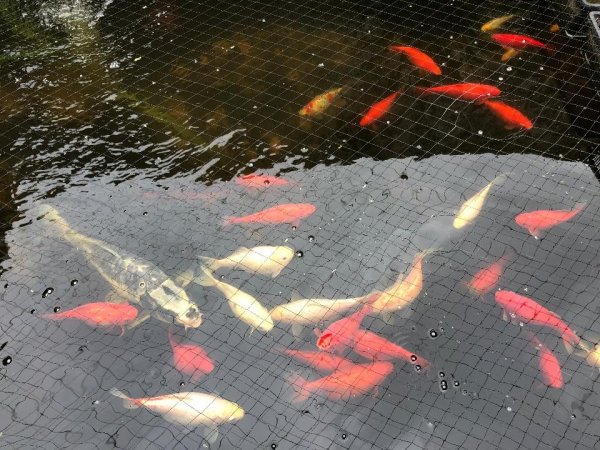 foto nr. 4 van deze Koi Overige , 