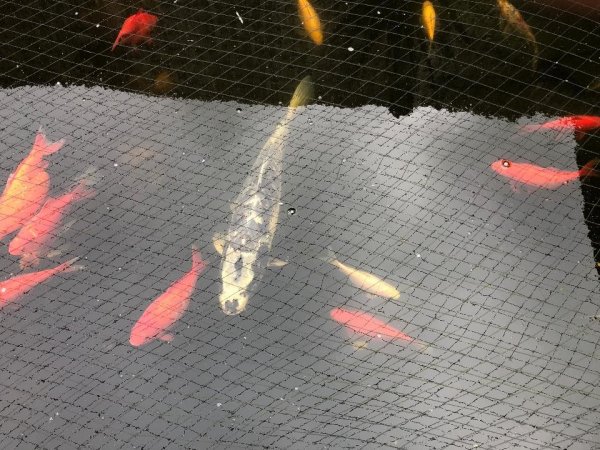 foto nr. 1 van deze Koi Overige , 