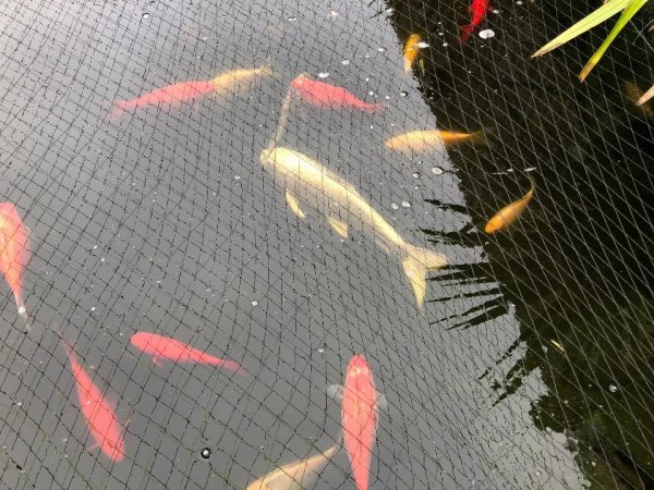 foto nr. 5 van deze Koi Overige , 