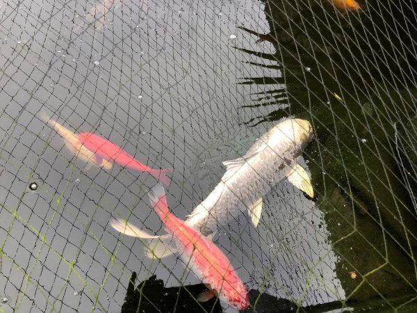 foto nr. 2 van deze Koi Overige , 