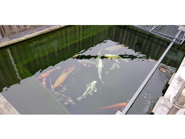 foto nr. 3 van deze Koi Overige , 