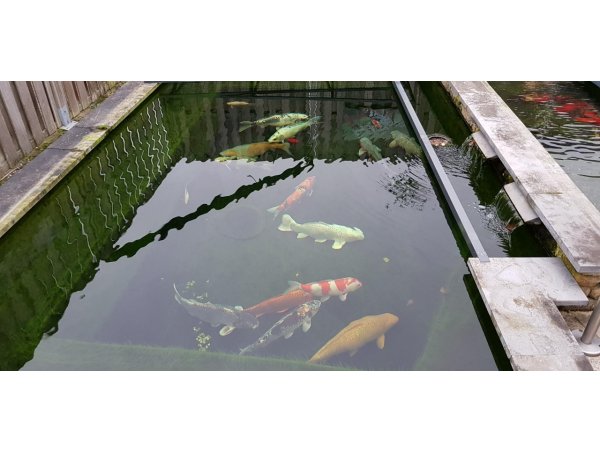 foto nr. 7 van deze Koi Overige , 