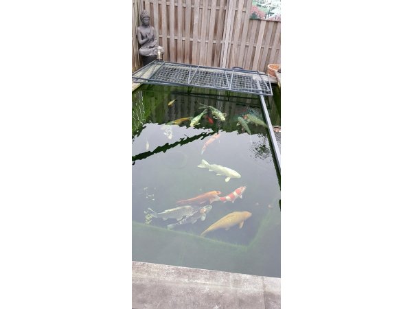 foto nr. 8 van deze Koi Overige , 
