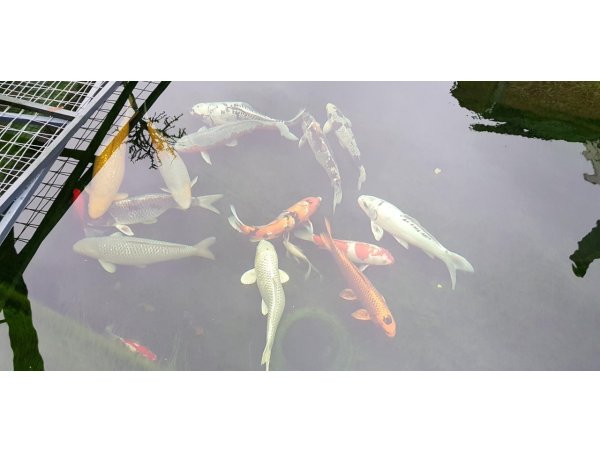 foto nr. 5 van deze Koi Overige , 