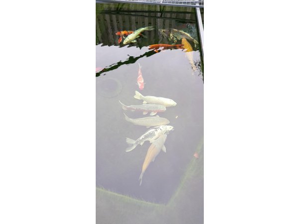 foto nr. 1 van deze Koi Overige , 