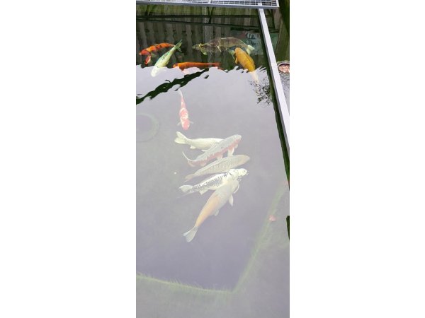 foto nr. 6 van deze Koi Overige , 