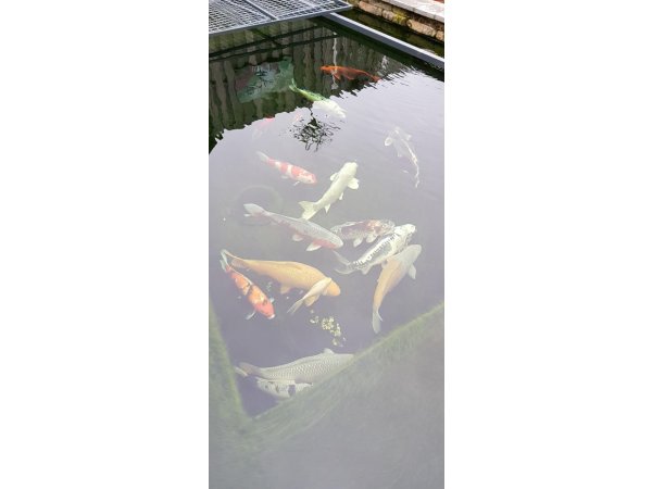 foto nr. 4 van deze Koi Overige , 