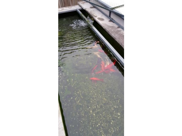foto nr. 9 van deze Koi Overige , 