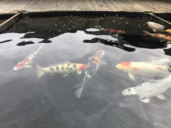 foto nr. 1 van deze Koi Overige , 