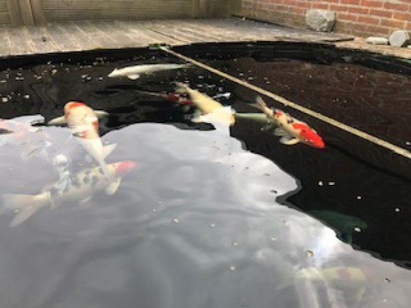 foto nr. 2 van deze Koi Overige , 