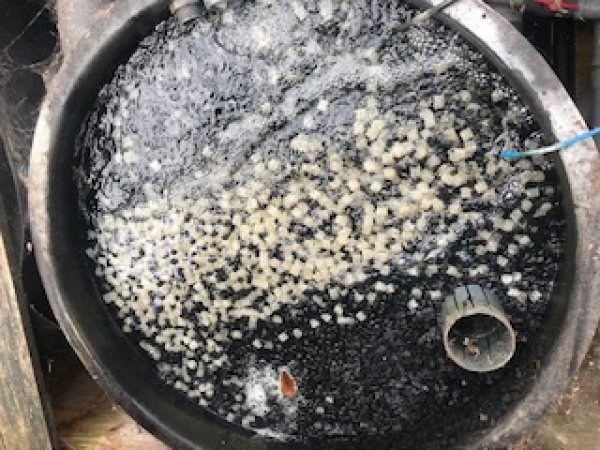 foto nr. 6 van deze Koi Overige , 