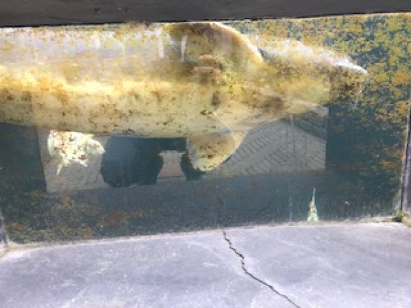 foto nr. 7 van deze Koi Overige , 