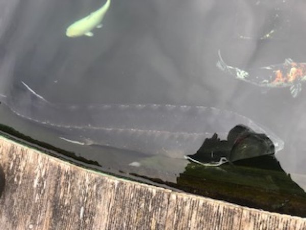 foto nr. 3 van deze Koi Overige , 