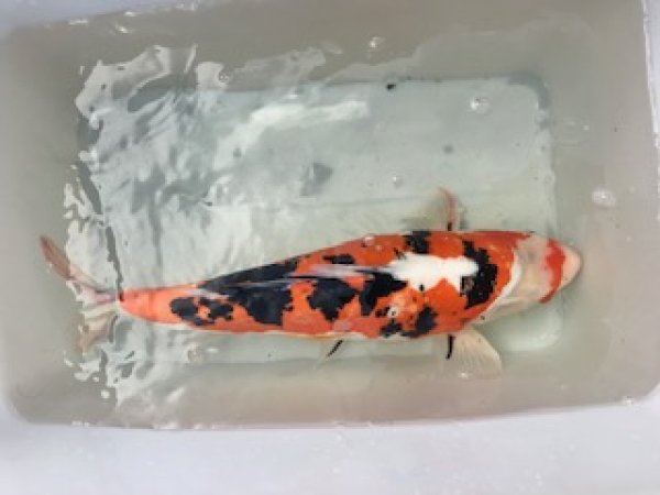 foto nr. 5 van deze Koi Overige , 