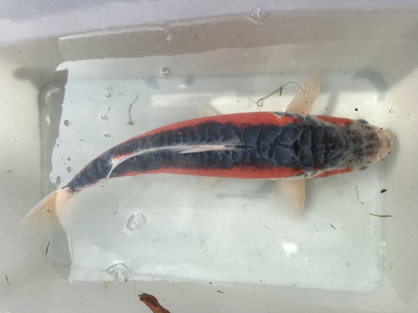 foto nr. 3 van deze Koi Overige , 