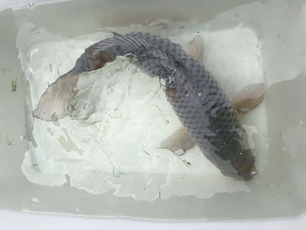 foto nr. 4 van deze Koi Overige , 