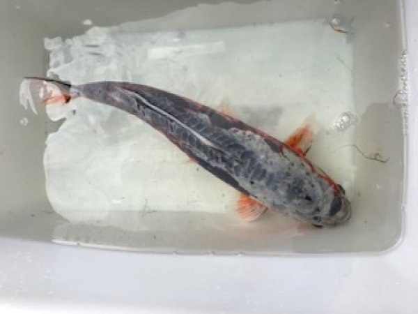 foto nr. 9 van deze Koi Overige , 