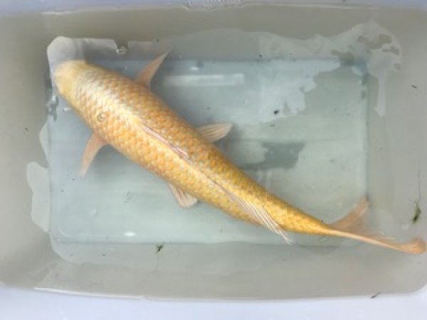 foto nr. 8 van deze Koi Overige , 