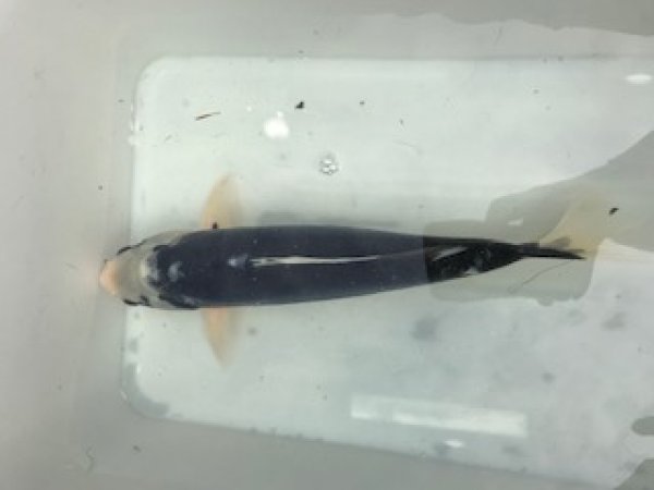 foto nr. 6 van deze Koi Overige , 