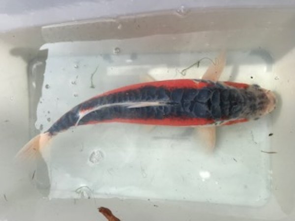 foto nr. 10 van deze Koi Overige , 