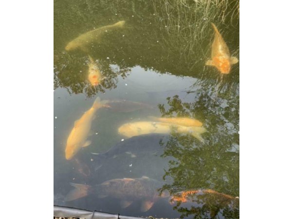 foto nr. 1 van deze Koi Overige , 