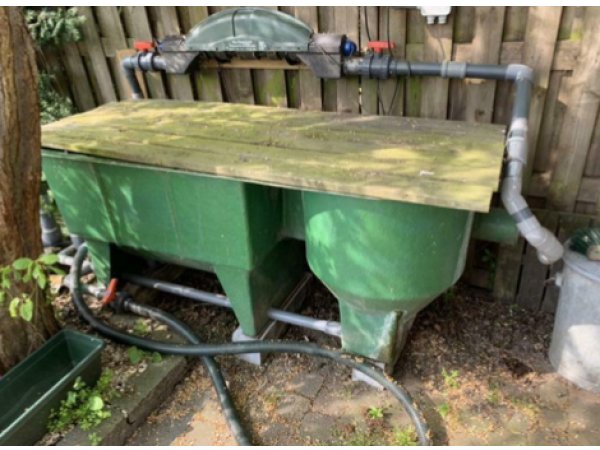 foto nr. 2 van deze Koi Overige , 