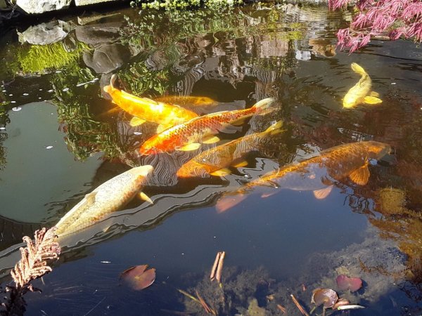 foto nr. 1 van deze Koi Overige , 